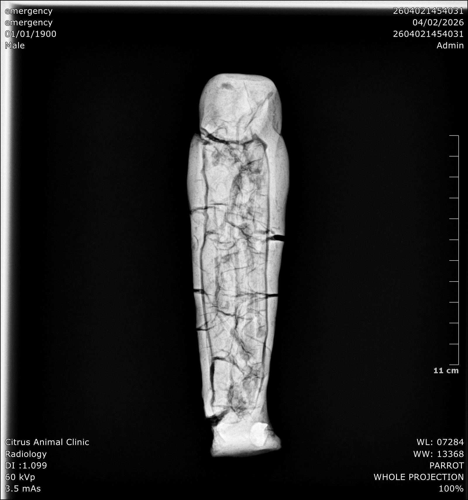 Ancient Egyptian Votive Falcon Mummy