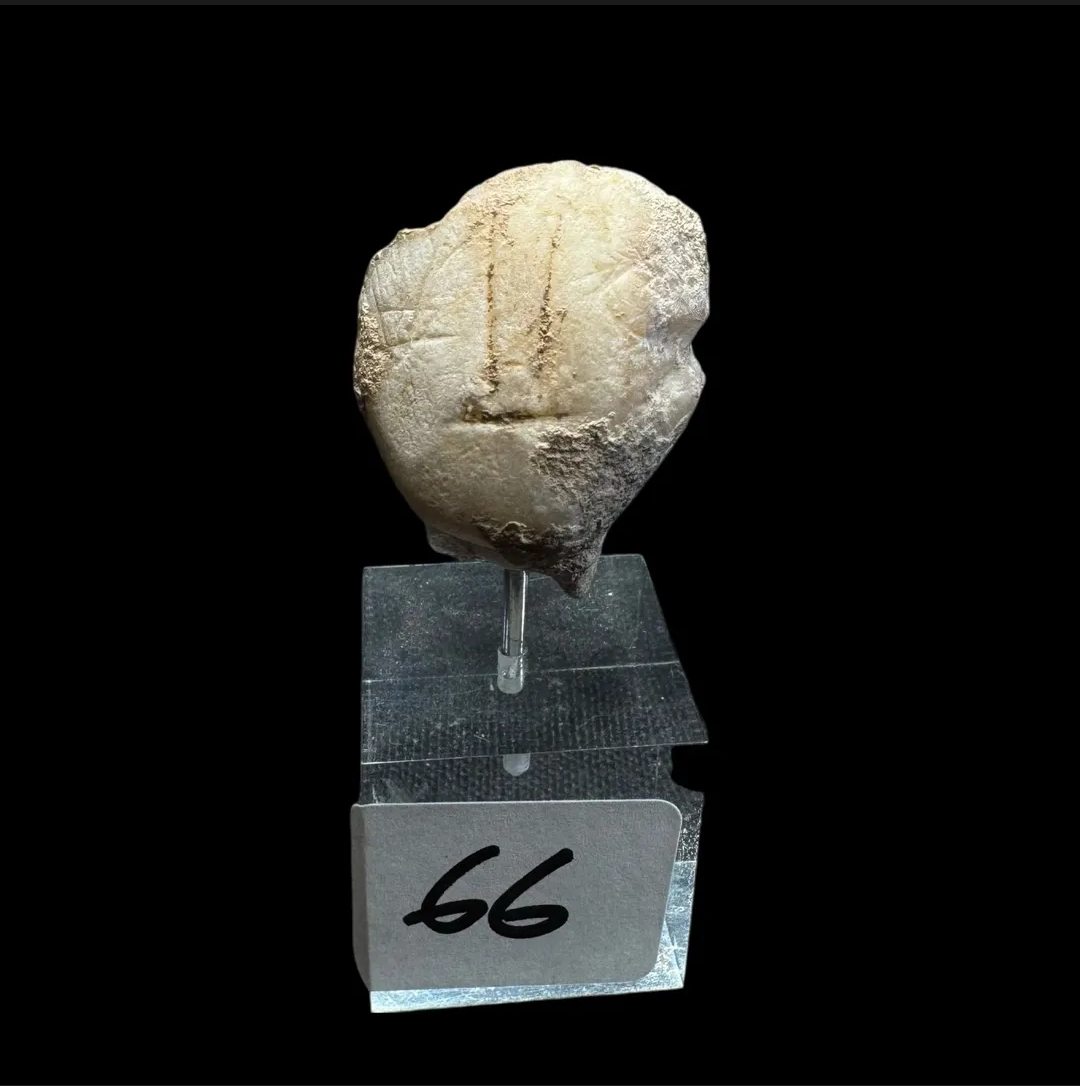 Rare Anatolian Marble “Stargazer” Kilia-Type Head Fragment