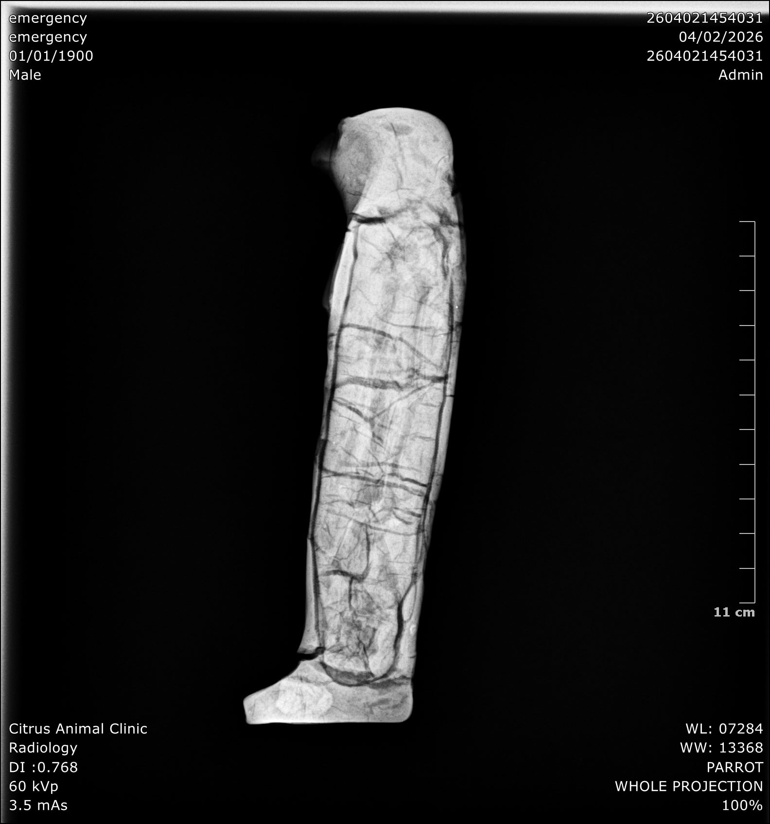 Ancient Egyptian Votive Falcon Mummy