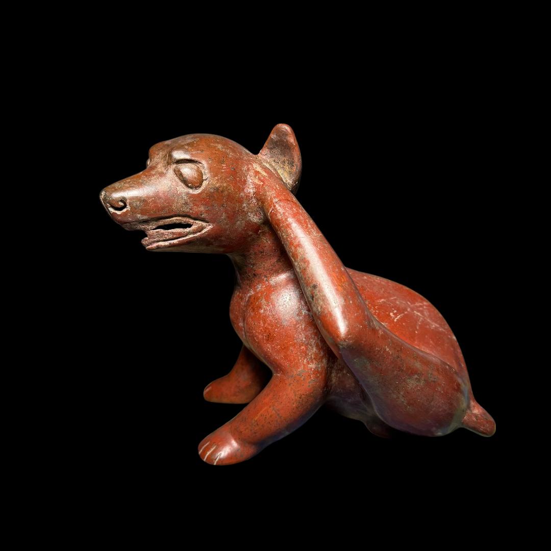 Pre-Columbian Colima pottery scratching dog